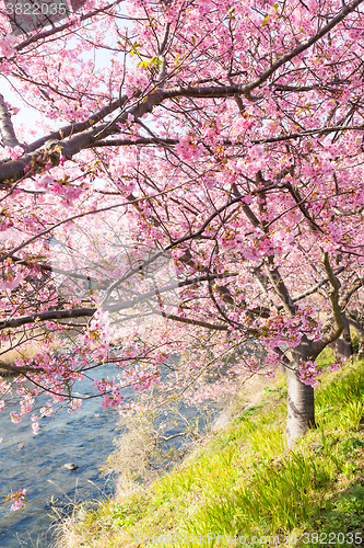 Image of Cherry Blossom at Kawazu