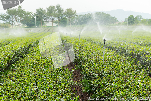 Image of Green tea plantation with cloud in asia