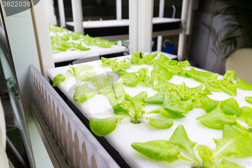 Image of Plants are cultivated in hydroponic system