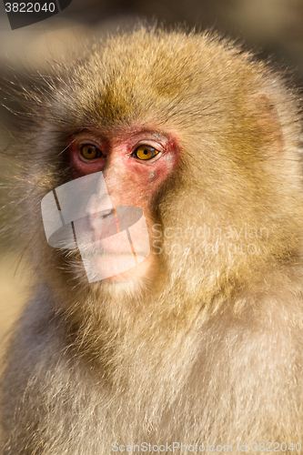 Image of Wild monkey close up