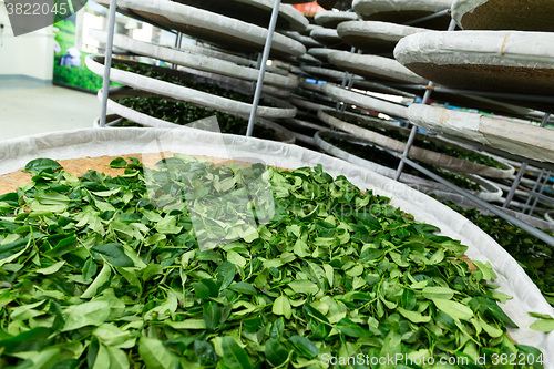 Image of Processing of fermentation for tea