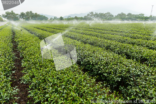 Image of Tea Plantations in TaiTung, TaiWan