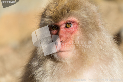 Image of Lovely monkey in Japan