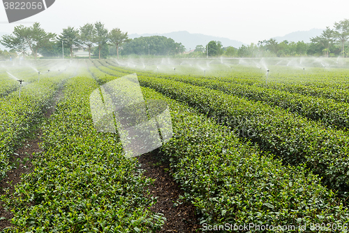 Image of Tea farm in Tai Tung luye