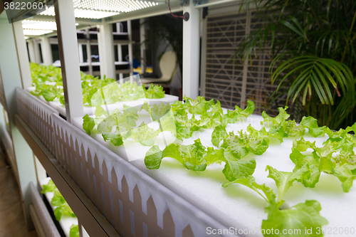 Image of Hydroponic vegetables at indoor