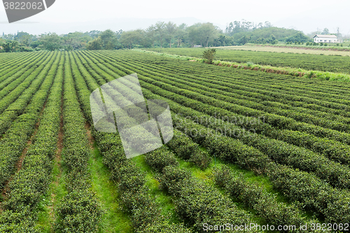 Image of Green tea plantation