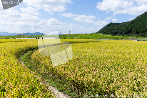 Image of Paddy rice field