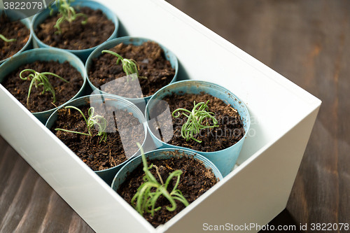 Image of Potted small plant