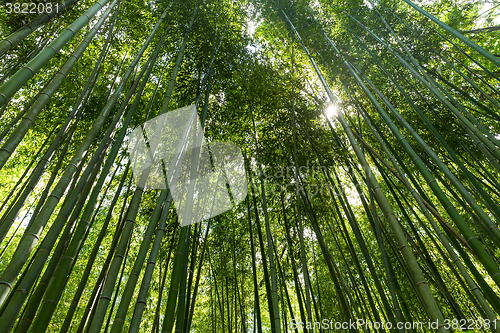Image of Bamboo forest with morning sunlight