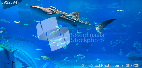 Image of Whale shark in aquarium