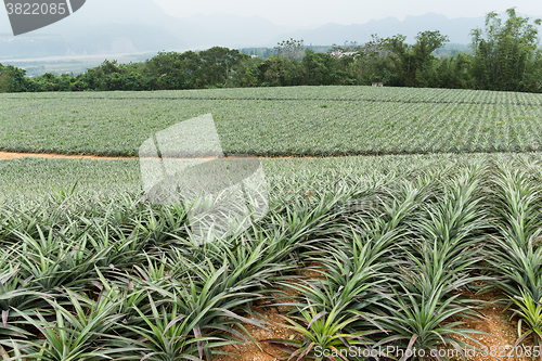 Image of Pineapple fruit field