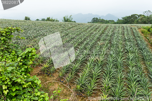 Image of Pineapple fruit field