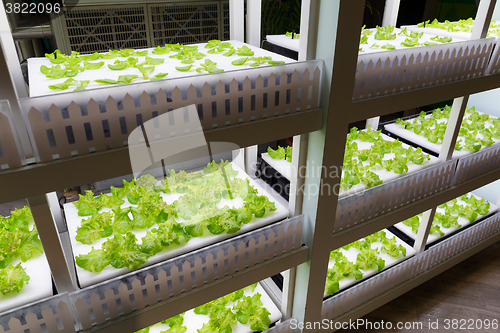 Image of Hydroponics system in rack