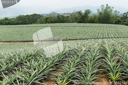 Image of Pineapple Farm Field