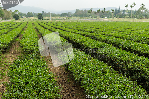 Image of Tea plantation in TaiWan