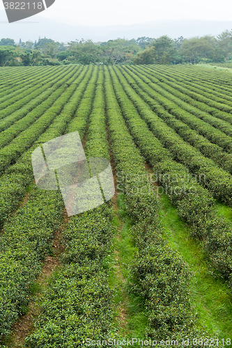 Image of Tea plantation 