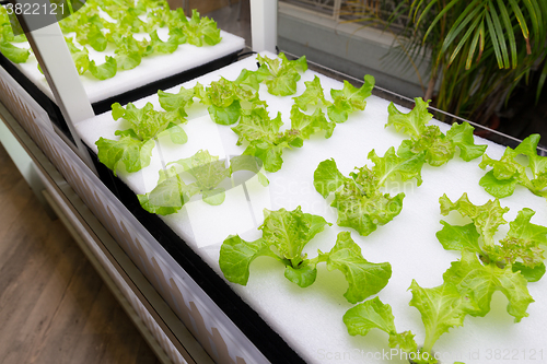 Image of Hydroponics vegetable