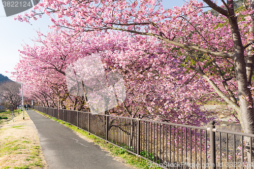 Image of Sakura flower in Japan