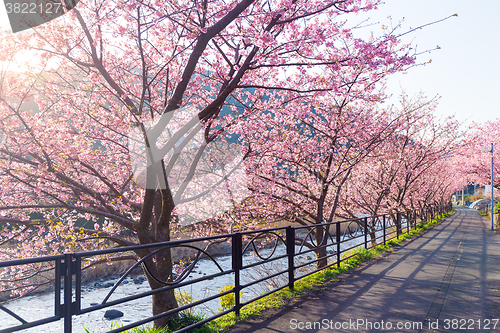 Image of Sakura flower in park