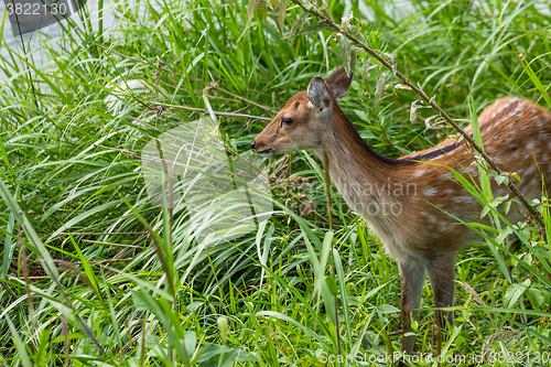 Image of Deer Fawns