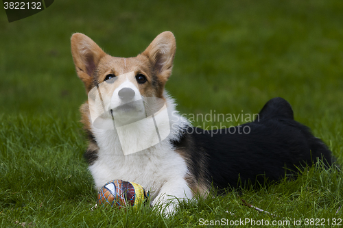 Image of laying on the lawn