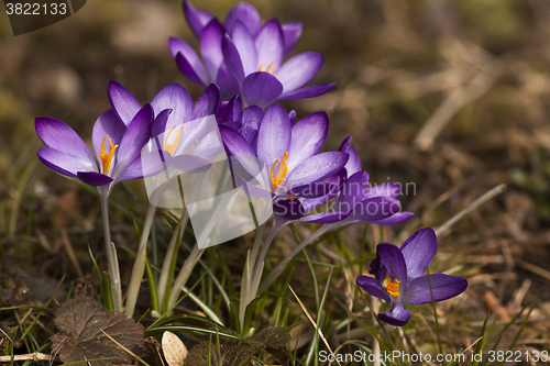 Image of blue crocus