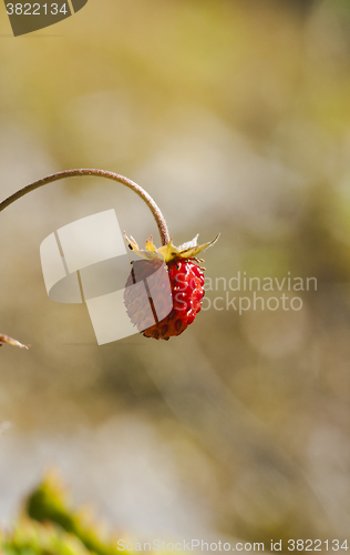 Image of wild strawberry