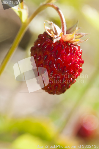 Image of wild strawberry