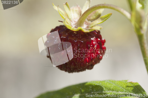 Image of wild strawberry