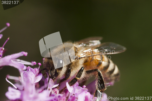 Image of honey bee