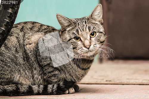 Image of Grey tabby cat