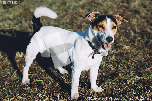 Image of Jack Russell Terrier 