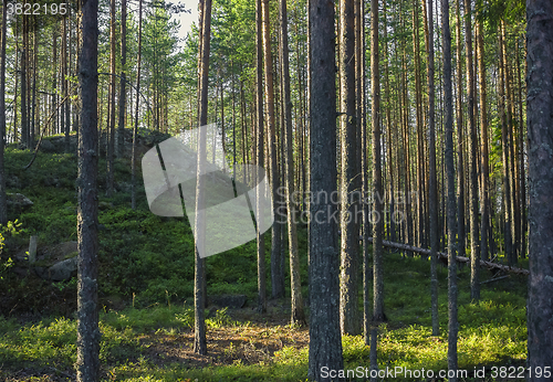 Image of Green hill in coniferous forest