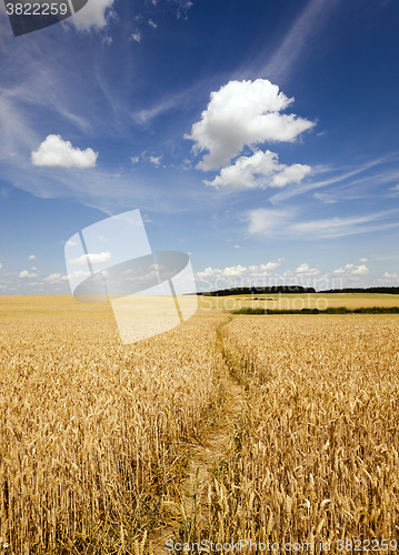 Image of footpath in the field  