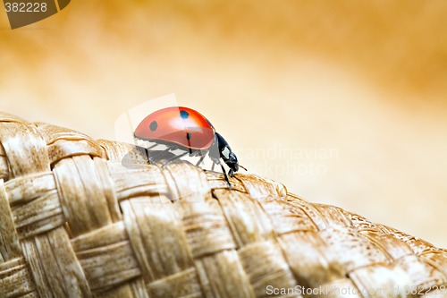 Image of ladybug