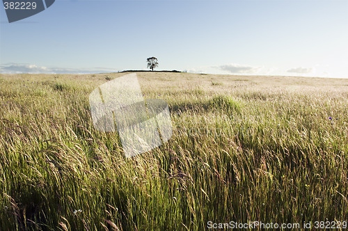 Image of Pasture field