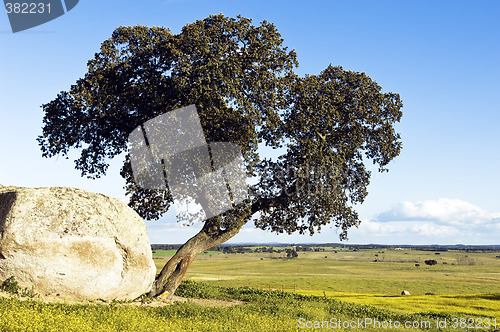Image of Oak tree – Quercus ilex
