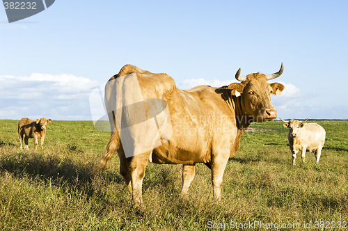 Image of Staring cow