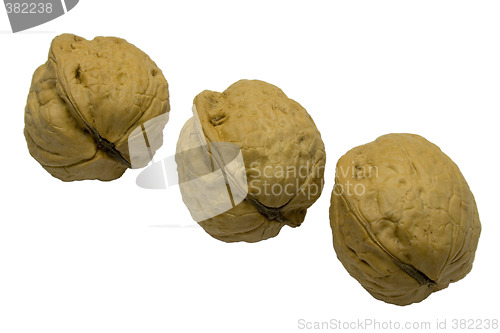 Image of tree walnuts