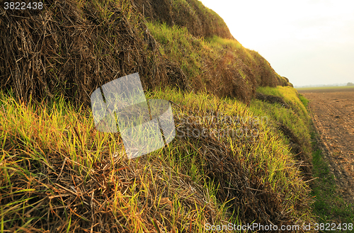 Image of the sprouted wheat  