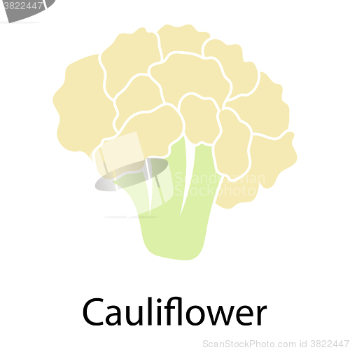 Image of Cauliflower icon