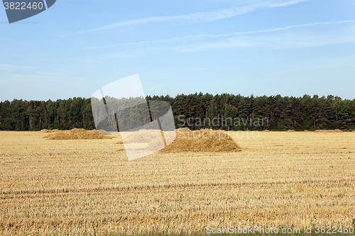 Image of   field   collect wheat