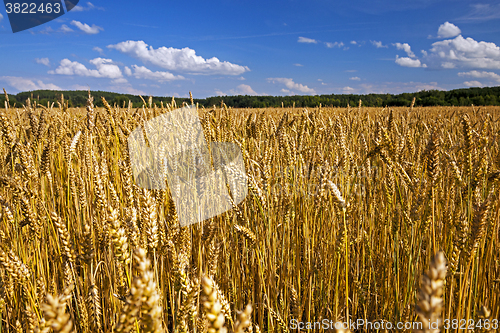 Image of   field,    ripe wheat