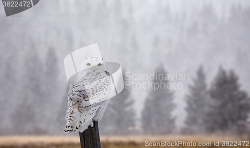 Image of Snowy Owl on Fence Post