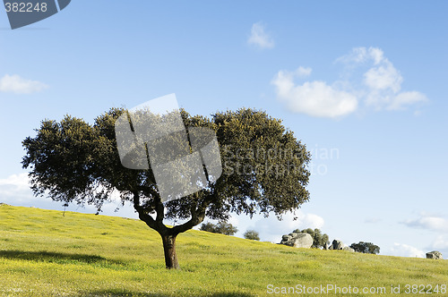 Image of Oak tree – Quercus ilex