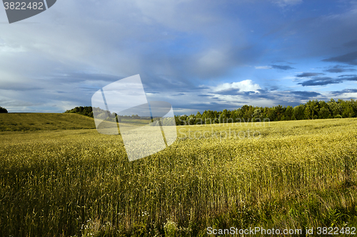 Image of wheat field ,  Stormy  