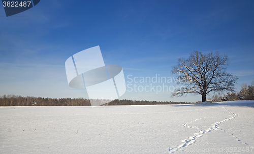 Image of lonely tree,  winter 