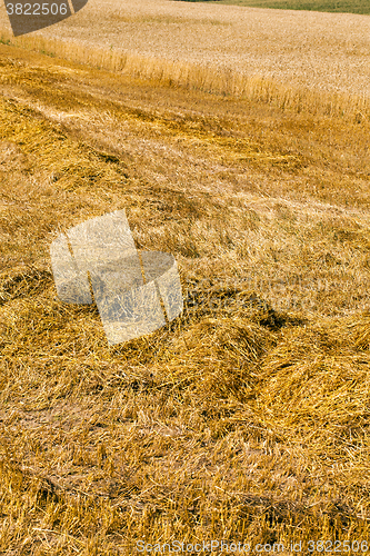 Image of harvest cereals ,  reaped