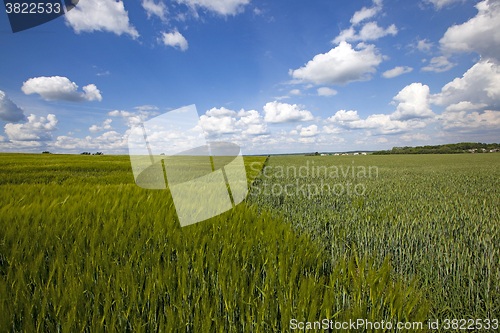 Image of field with cereals 