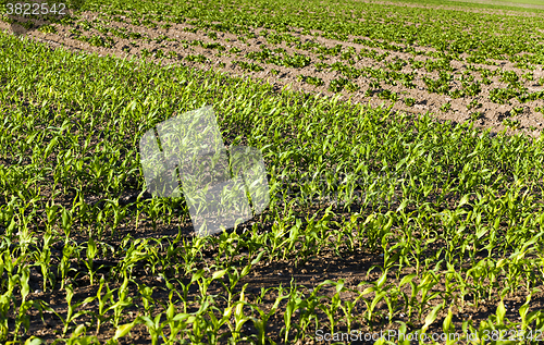 Image of corn sprouts , close up